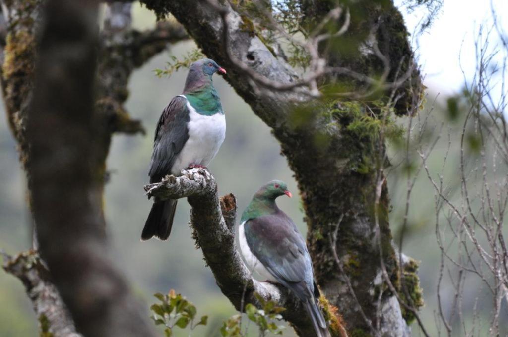ケリケリ Aroha Islandヴィラ エクステリア 写真